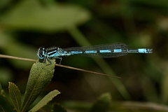 David Plant Photography - Wildlife Photography - Southern damselfly - B
